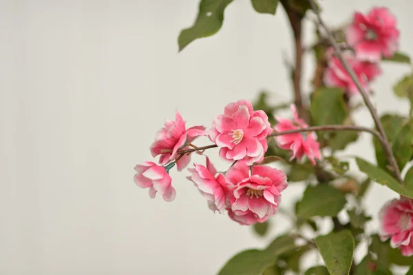 Сакура розовые цветы — стоковое фото