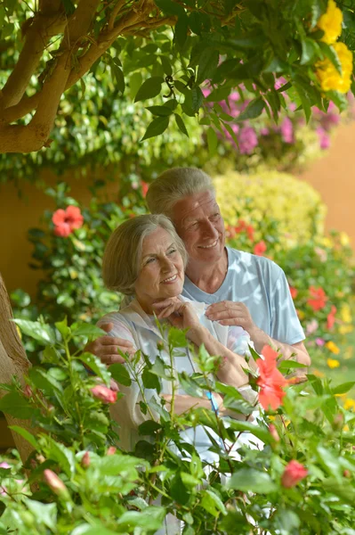 Pareja anciana amorosa —  Fotos de Stock