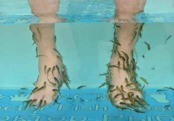 Fish spa skin treatment — Stock Photo, Image