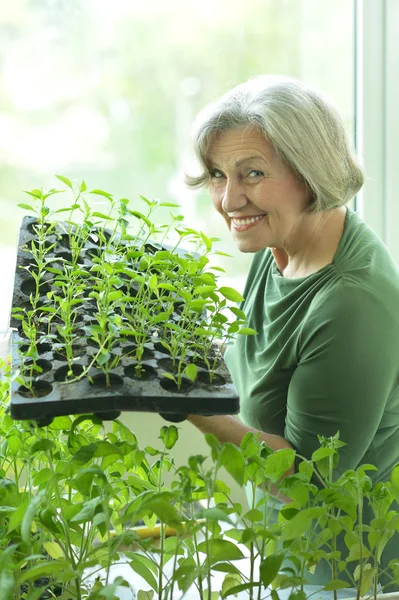 Senior woman planting — Stock Photo, Image