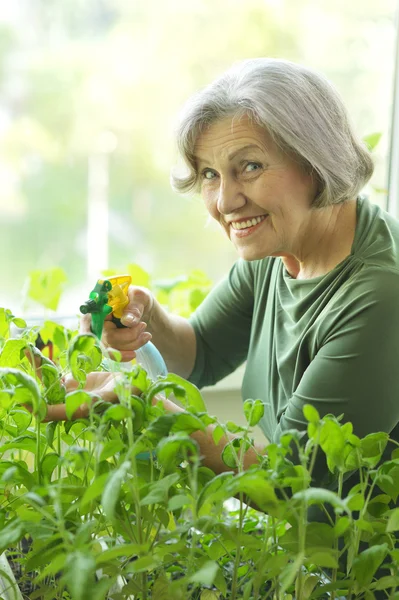 Seniorin gießt Blumen — Stockfoto