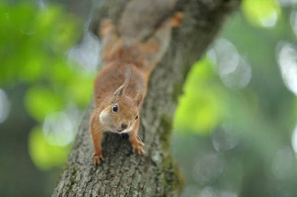 Αστεία κόκκινο σκίουρο σε δέντρο — Φωτογραφία Αρχείου