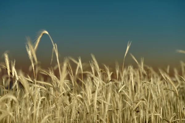 Weizenfeld — Stockfoto