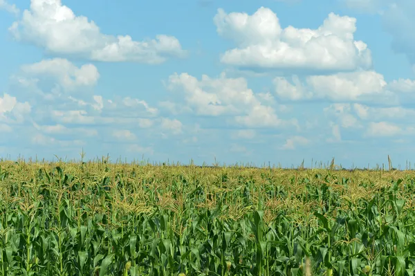 Maisfeld und blauer Himmel — Stockfoto
