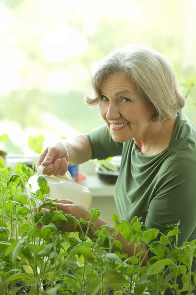 Seniorin gießt Pflanze — Stockfoto