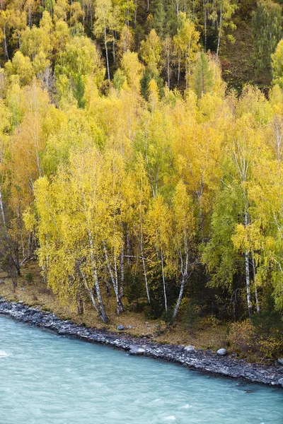 Xinjiang, Cina: fogliame autunnale Fotografia Stock