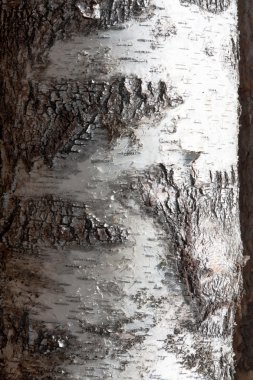 Birchbark