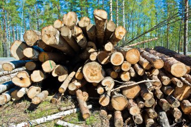 Huş günlükleri yığını
