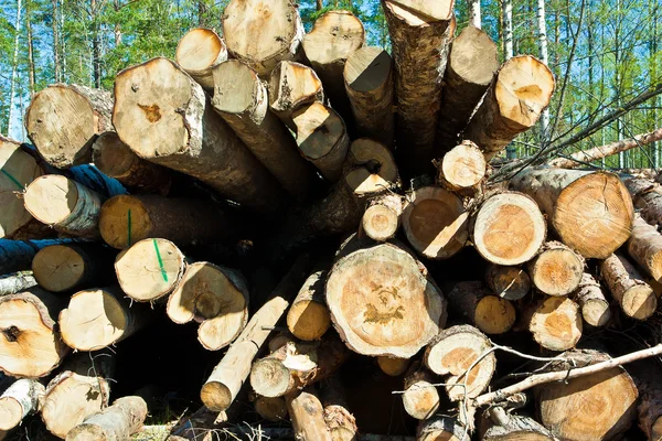 Stack of birch logs — Stock Photo, Image