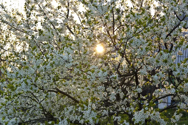 Slunce skrze květy — Stock fotografie