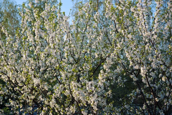 Blumen — Stockfoto