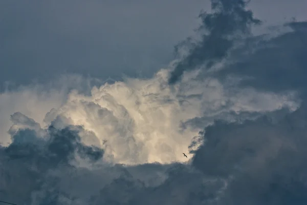 Одинокая птица в облаках — стоковое фото