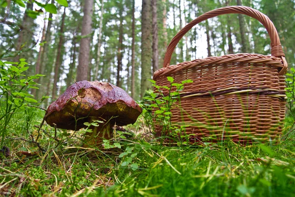 Mushroom and basket — Stock Photo, Image