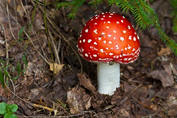 Small mushroom — Stock Photo, Image