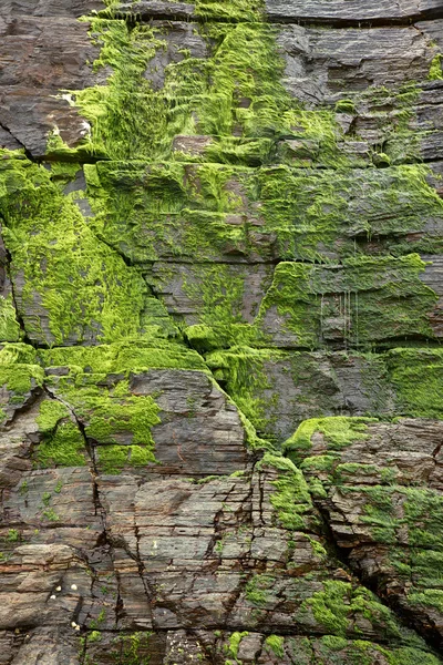 Zielony mech w klifie — Zdjęcie stockowe