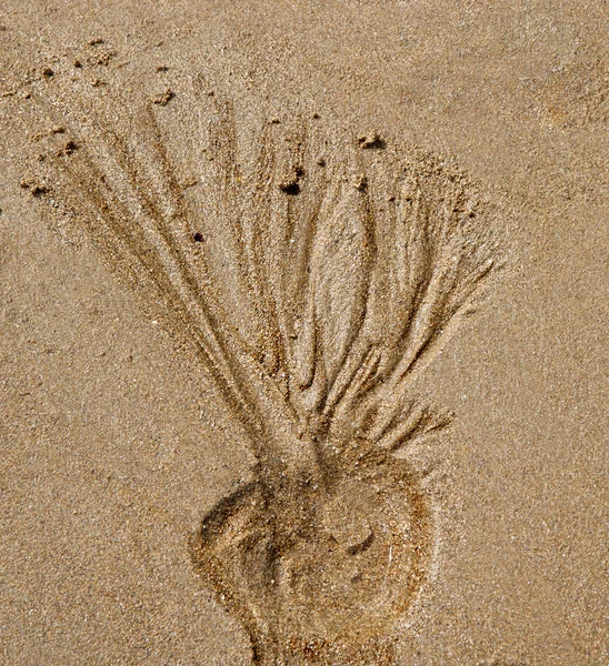 Bomba de areia — Fotografia de Stock