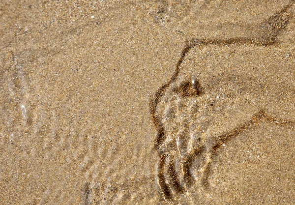 砂のモンスター — ストック写真