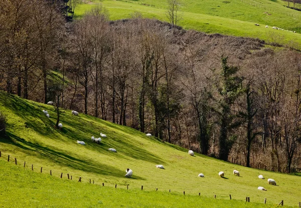Sheeps on the grass — Stock Photo, Image