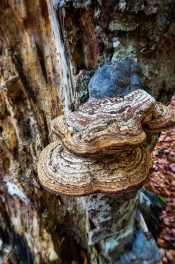 Bir ağaç mantarı resmi kapat