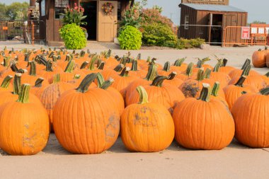 kabakları kabak yama Satılık 