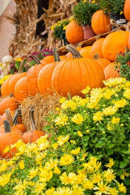 Balkabaklarıyla süslenmiş bir sonbahar sahnesi