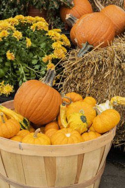 Balkabaklarıyla süslenmiş bir sonbahar sahnesi