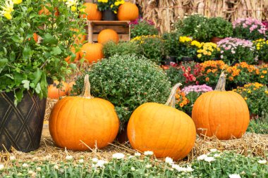 Balkabaklarıyla süslenmiş bir sonbahar sahnesi