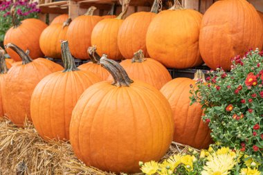 Balkabaklarıyla süslenmiş bir sonbahar sahnesi