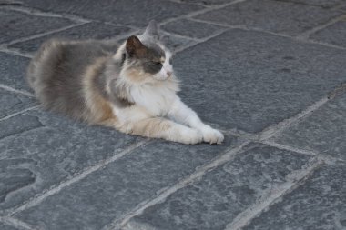 Eski Rodos kasabası, ve sokaktaki kedi