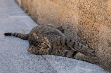 Uykulu, esneyen kedi Rodos 'un eski bir kasabasında 