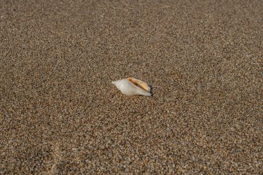 Seashell deniz kum plaj