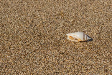 Seashell deniz kum plaj