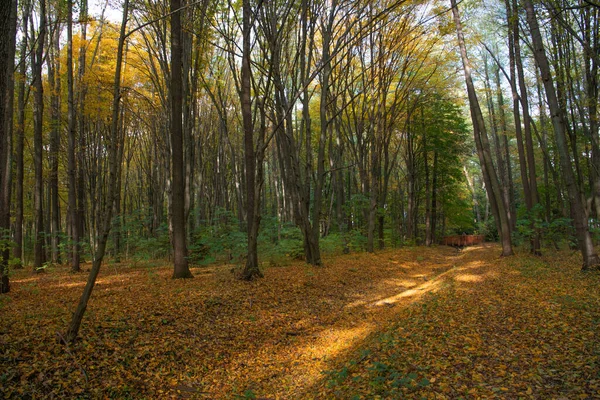Güzel bir sonbahar ormanı yolu, parkta bir köprü. 
