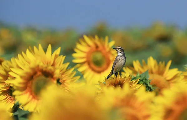 Zonnebloemen op weg. — Stockfoto