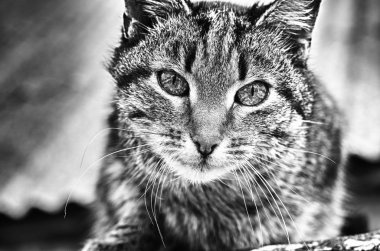Look of the cat