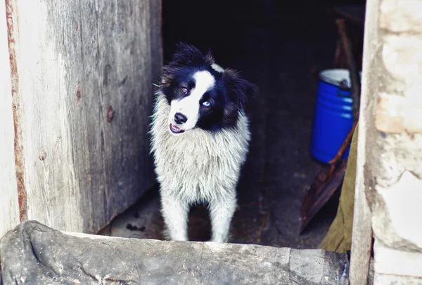 Cane carino con diversi occhi colorati — Foto Stock