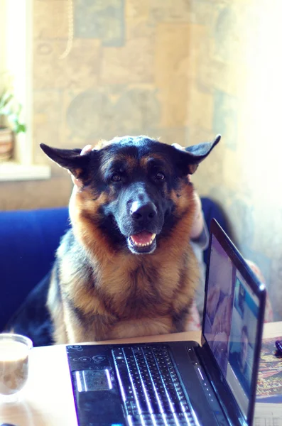 Cão engraçado está na poltrona — Fotografia de Stock