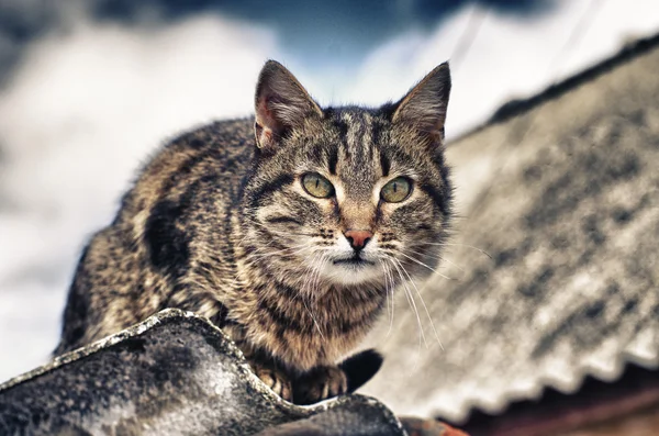 Cat is sitting on the roof Royalty Free Stock Images