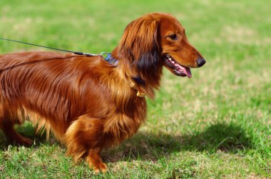 Kızıl kırmızı Alman porsuk köpek