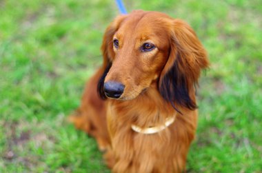 Kızıl kırmızı Alman porsuk köpek