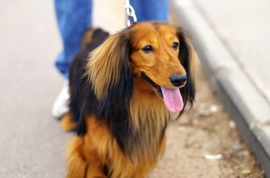 Kızıl kırmızı ve siyah Alman porsuk köpek