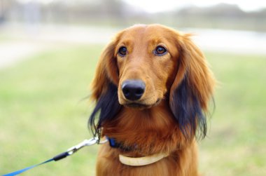 Kızıl kırmızı Alman porsuk köpek
