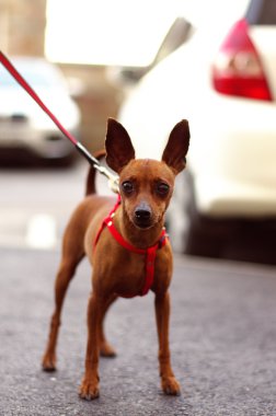 kahverengi oyuncak korkunç yürüyüş