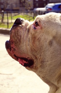 yakın çekim Amerikan bulldog portresi