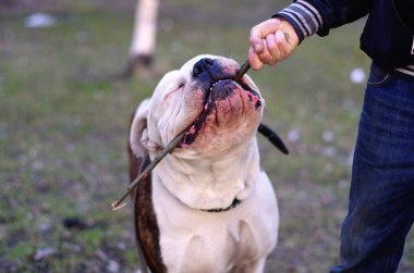 Amerikan bulldog sahibini ile oynarken