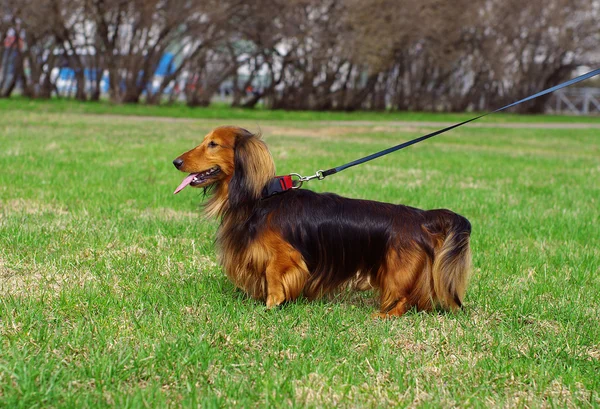 Gember rode en zwarte Duitse badger hond — Stockfoto
