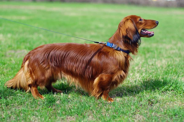 Jengibre rojo alemán tejón perro —  Fotos de Stock