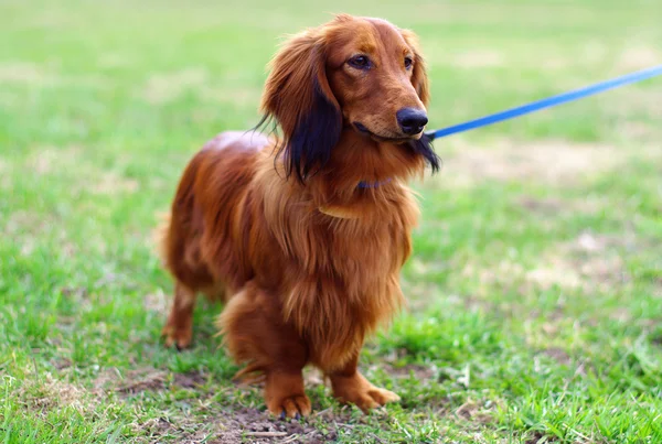Gengibre vermelho alemão texugo cão fica fora — Fotografia de Stock