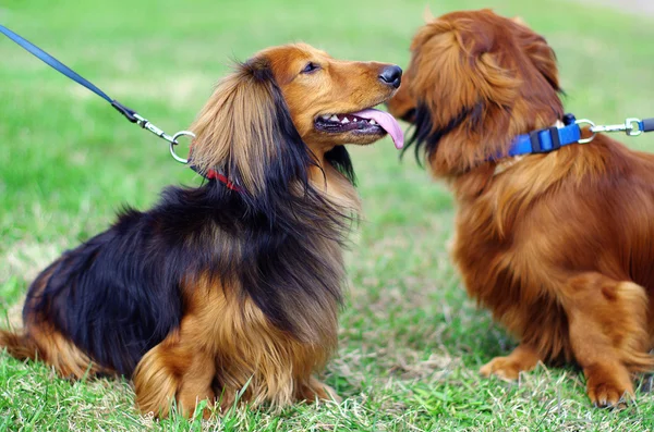 Iki highbred Alman porsuk köpek — Stok fotoğraf