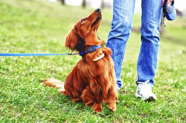 Gingembre rouge allemand chien blaireau et son maître — Photo